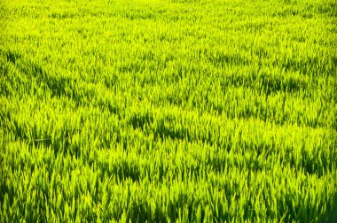 büyük pirinç ekimi