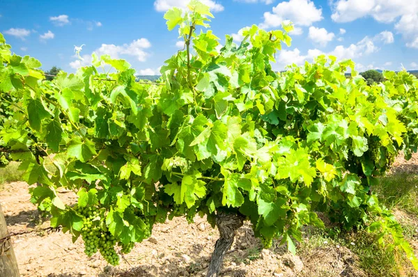 Vineyard of white grape — Stock Photo, Image