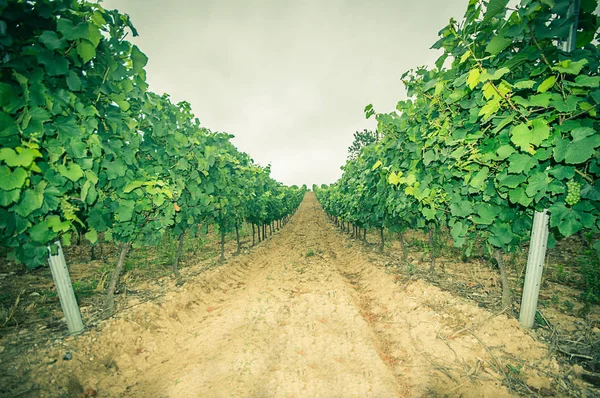 Vineyard of white grape — Stock Photo, Image