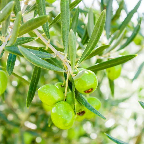 橄榄树橄榄 — 图库照片