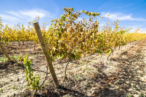 Winnica winogron biały — Zdjęcie stockowe