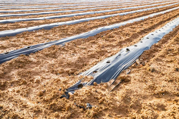 The rows on the field — Stock Photo, Image