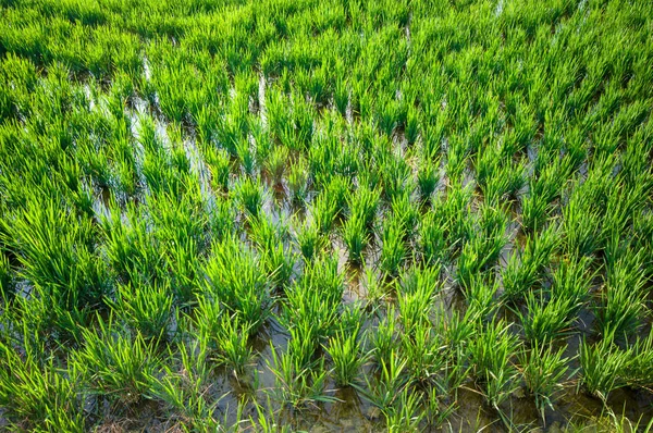 大型水稻种植 — 图库照片