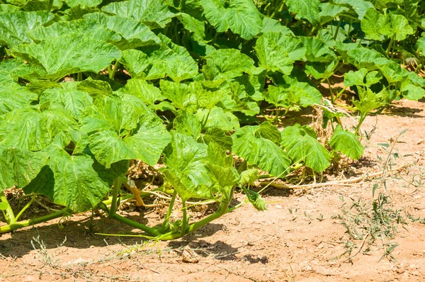 Bio-Kürbispflanze — Stockfoto