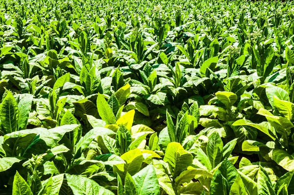 Plantação especial de tabaco — Fotografia de Stock