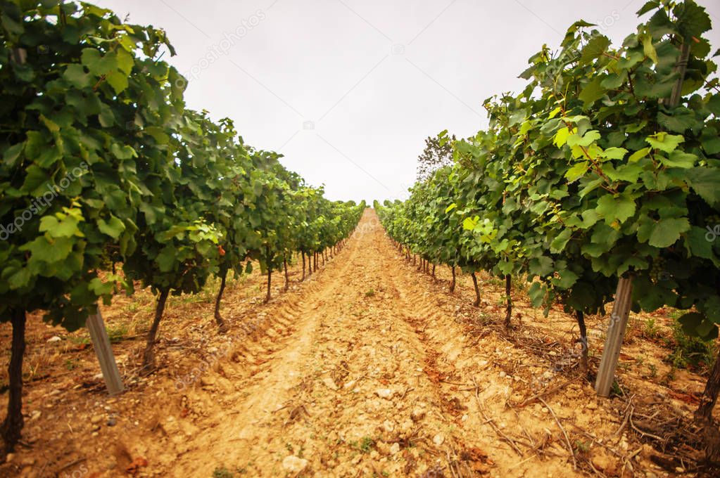 vineyard of white grape 
