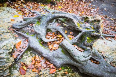 Dere Urederra Nehri yakınında yosunlu ağaç