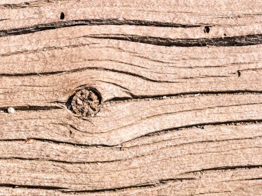 gövde arka plan yakın çekim