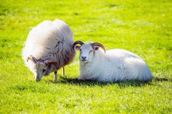 Типичные исландские овцы — стоковое фото