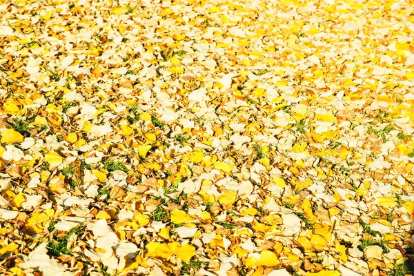 Feuilles allongées sur l'herbe en automne — Photo