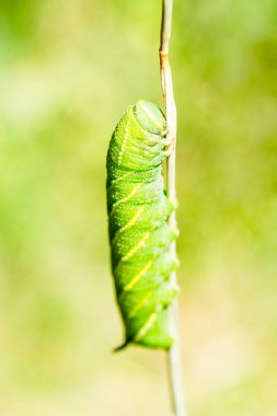 Caterpillar Rio Lobos Kanyon, Soria, İspanya