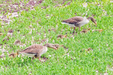 Tablas de daimiel İspanya, doğal park
