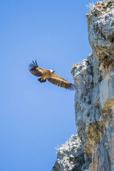 Vulture in Rio Lobos Canyon, Soria, Spain — Stock Photo, Image