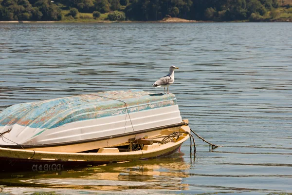 Gaviota — Foto de Stock