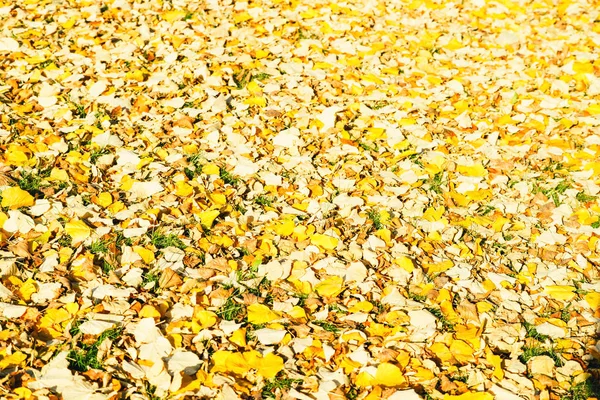 Folhas deitadas na grama no outono — Fotografia de Stock