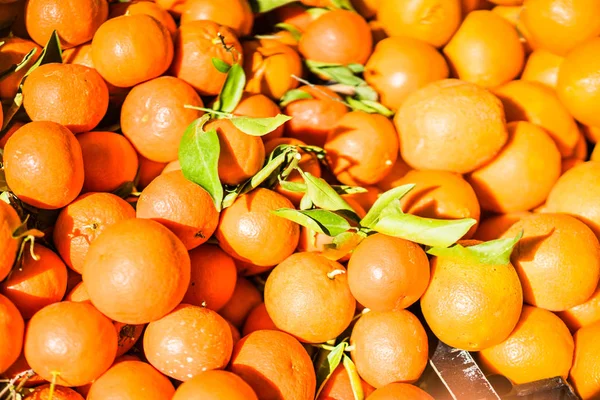 Närbild av färska apelsiner — Stockfoto