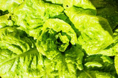 Yakın çekim yeşil lahana yaprakları