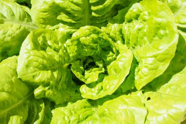 Yakın çekim yeşil lahana yaprakları