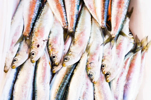 Muitos peixes capturados em close-up — Fotografia de Stock