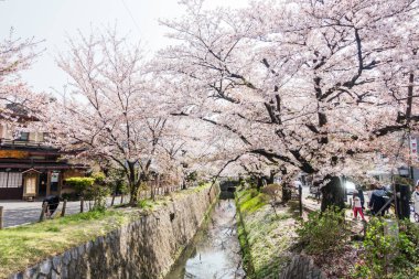 Kyoto, Japonya - 02 Nisan 2018 Filozof Yürüyüşü. Bu rotaya Japon filozof Nishida Kitaro 'nun adı verilmiştir..