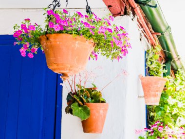 Flowers in Cordoba, Spain