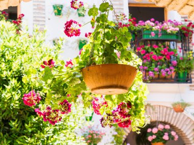 Flowers in Cordoba, Spain