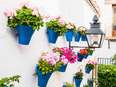 Flowers in Cordoba, Spain