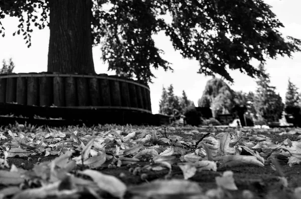 bir ağacın önünde yalan yaprakları