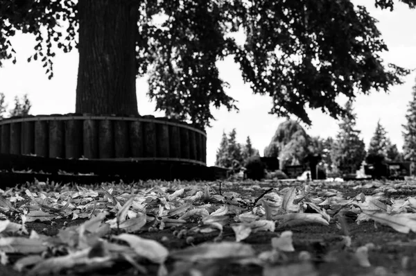 bir ağacın önünde yalan yaprakları