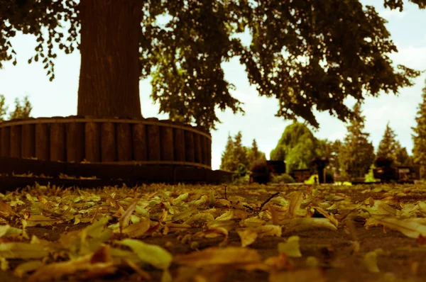 bir ağacın önünde yalan yaprakları