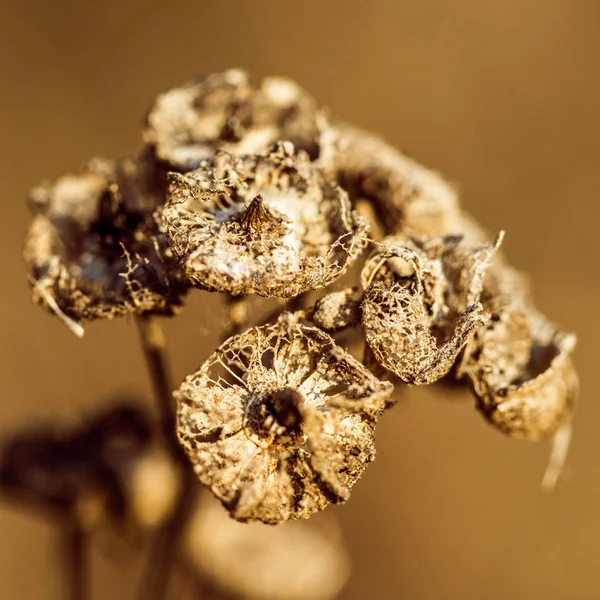 arka plandan izole kahverengi kuru bitki
