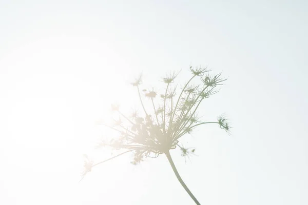 Güneşin önünde parlak bitki