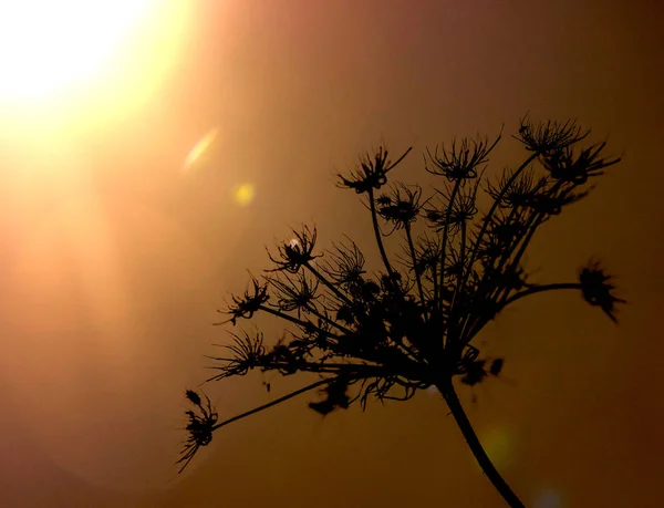 güneşin bir bitkinin siluet