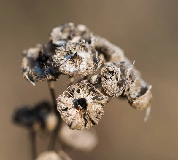 arka plandan izole kahverengi kuru bitki