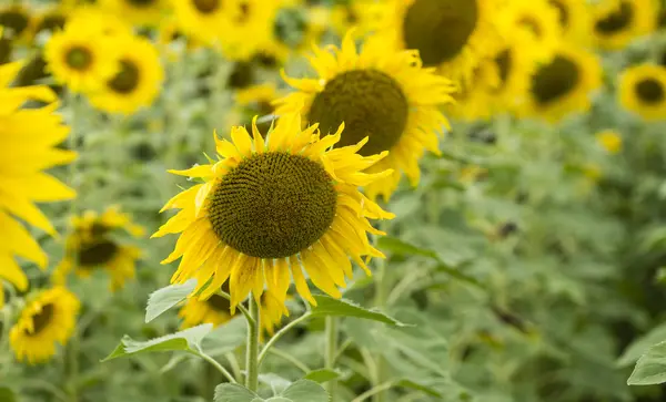 Sunflowers at a summer day — Stock Photo, Image