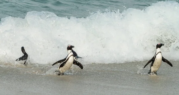 African Penguins at Boulders Beach — Stock Photo, Image