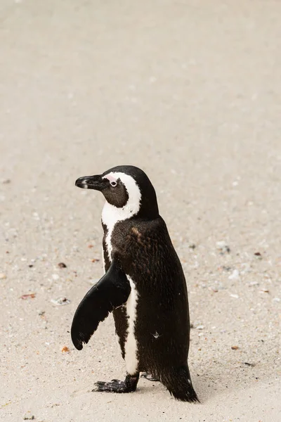Африканский пингвин на пляже Боулдерс — стоковое фото