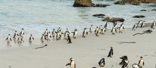 Kayalar Beach deki Afrika penguenler — Stok fotoğraf