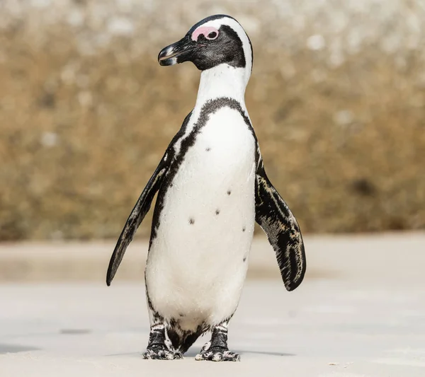 Boulders Beach in Simonstown with Penguins — Stock Photo, Image