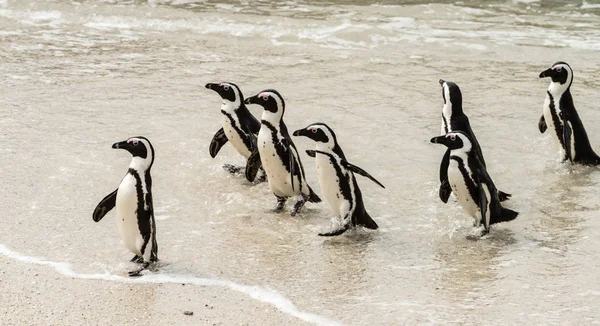 Koloni av afrikanska pingviner — Stockfoto