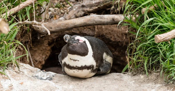Африканский пингвин перед гнездом — стоковое фото