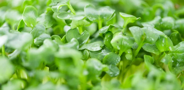 Gedeelte van verse Cress — Stockfoto