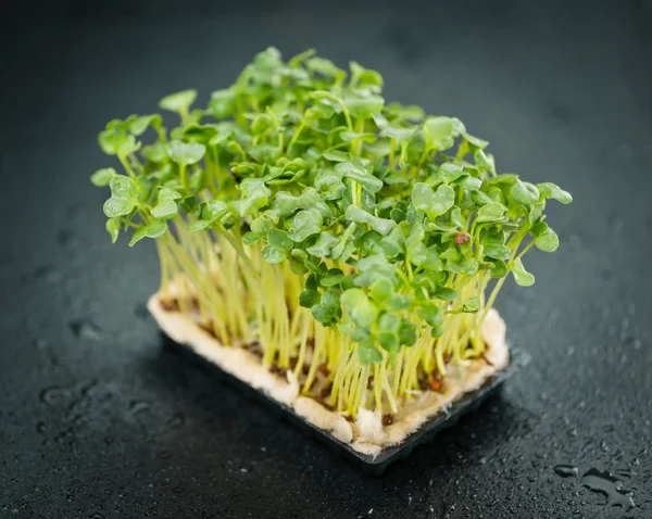 Some fresh Cress — Stock Photo, Image