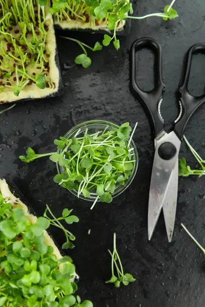 Салат Cutted Cress — стоковое фото