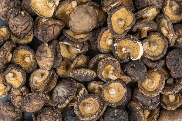 Shiitake mantar kurutulmuş — Stok fotoğraf