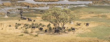 herd of elephants in natural enviroment clipart