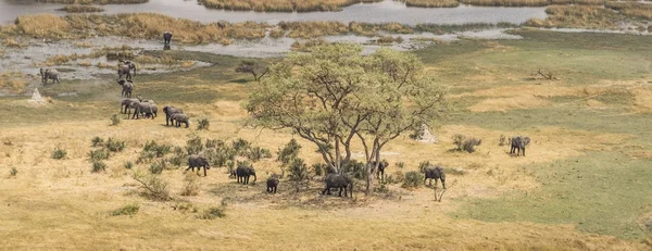 Kudde olifanten in natuurlijke omgeving — Stockfoto