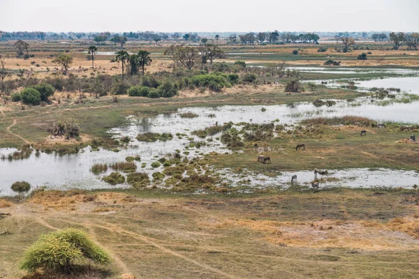 Vida silvestre en el delta del Okavango —  Fotos de Stock