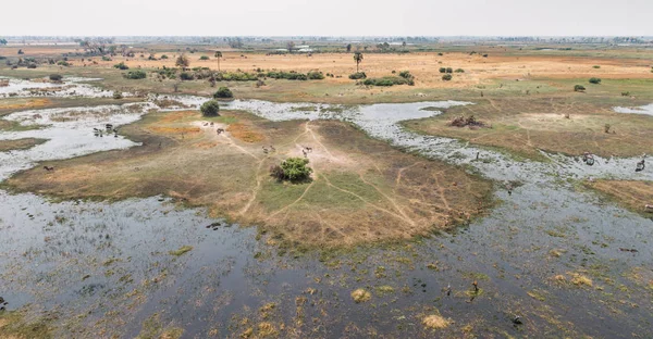 Wildlife in the Okavango Delta — Stock Photo, Image