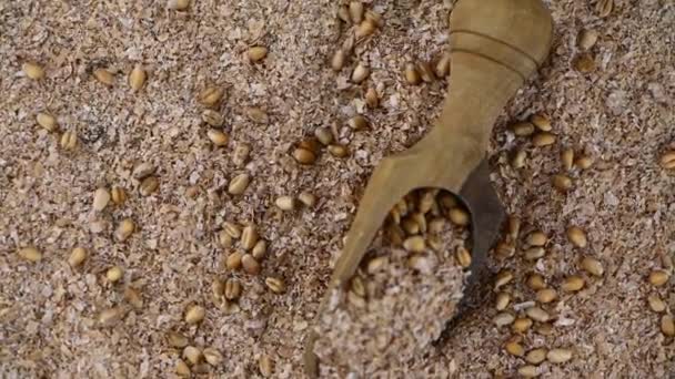 Old Wooden Big Spoon Fresh Wheat Bran — Stock Video